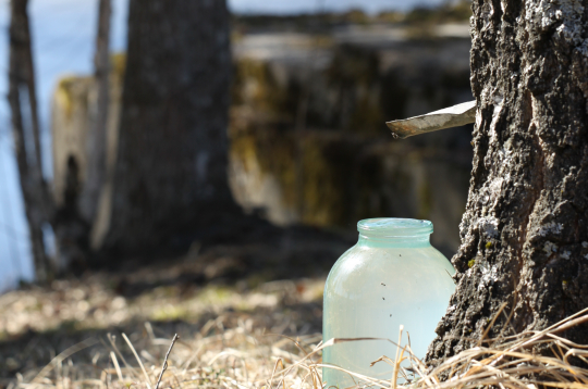 Katrs iedzīvotājs valsts mežu teritorijā drīkst ieurbt tikai vienu urbumu, kas pēc sulu tecināšanas beigām obligāti jāaiztaisa ciet.