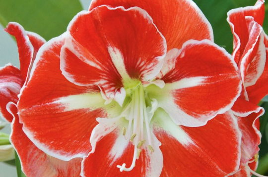 Ziedošs hipeastrs jeb amarillis.