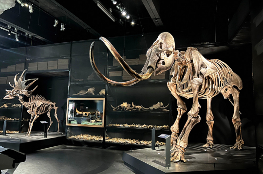 Mamuta skelets Naturalis bioloģiskās daudzveidības centrā Nīderlandē.