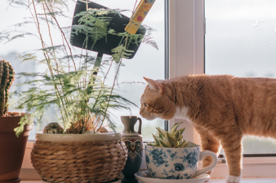 Kaķis mēģinās sasniegt jebkurā vietā novietotu puķu podu, tāpēc katram jāmeklē savs paņēmiens, kā saglābt puķes.