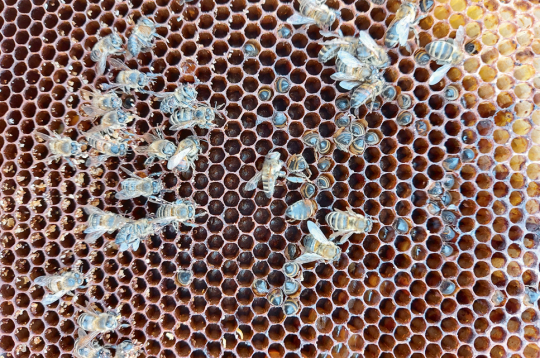 Tipiska aina, kad bites gājušas bojā barības trūkuma dēļ. Tās palikušas šūnās, kur atradušas pēdējās salduma paliekas.