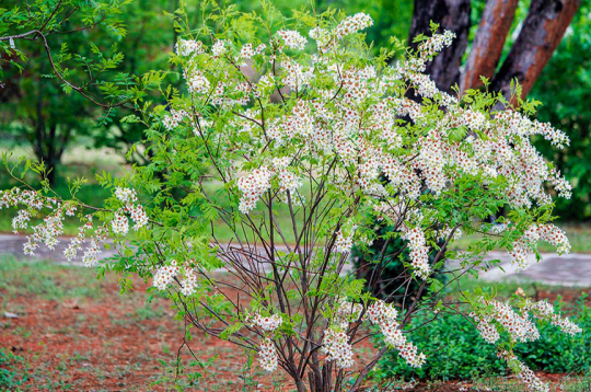 Augs izaug kā paprāvs krūms vai neliels kociņš un maijā zied baltiem ziediem.