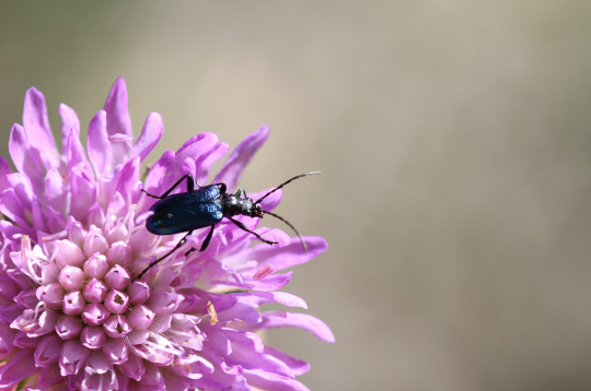 Koksngrauzis. Pavasaris. 