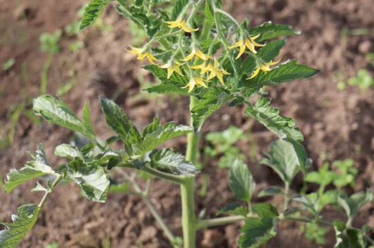 Iestājoties siltam laikam, tomāti atsāks augt un arī ziedēs, bet gurķus labāk pārsēt.