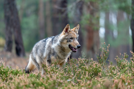 Vilks.