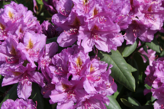Rododendri.