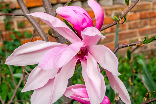 Magnolijas 'Susan' zieds.