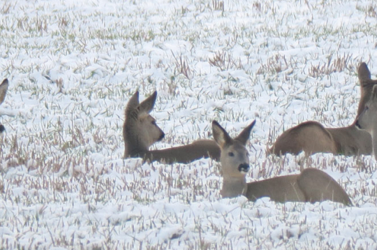 Novembra otrajā pusē stirnas jau pulcējas baros.
