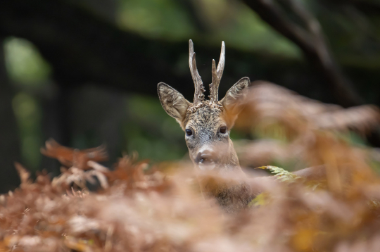 Netipiski lielā kaulu masa un ragu resnums lika CIC tiesnešiem pieņemt lēmumu, ka būtu netaisnīgi vērtēt šādu trofeju kopā ar klasiska izskata buka ragiem.