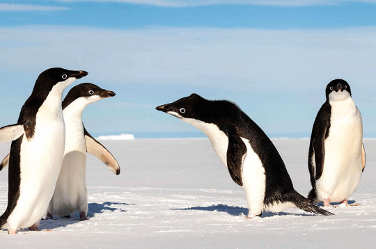 Ja nu ir kāda dzīvā radība, kurai no sirds iepaticies savs atspulgs spogulī, tad tie ir Adeles pingvīni (Pygoscelis adeliae). Viņi ievērojami ne tikai ar savu ārkārtīgi lielo ziņkārību, bet arī neparasto uzticēšanos cilvēkiem.