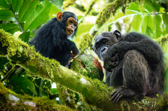 Šimpanzes.