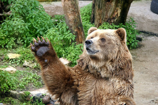 Latvijā dzīvojot apmēram 80 lāču. Attēlā: brūnais lācis Rīgas Zooloģiskajā dārzā.