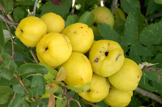 Cidonijas ir ātraudzīgs augs.