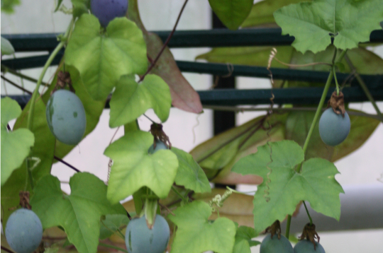 Pasiflora, Passiflora incarnata.