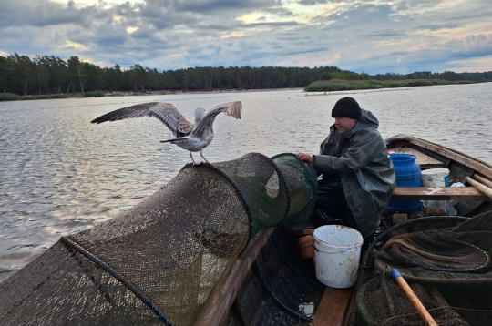 Ilmāram Prauliņam zvejas diena sākas agri un ilgst pāris stundas, kamēr
pārbauda visus vienpadsmit murdus. Lai gan lomi sarūkot, ik gadu
viņa uzņēmums pārstrādā ap tonnu Carnikavas un tikpat iepirkto Daugavas, Ventspils un Pāvilostas nēģu.