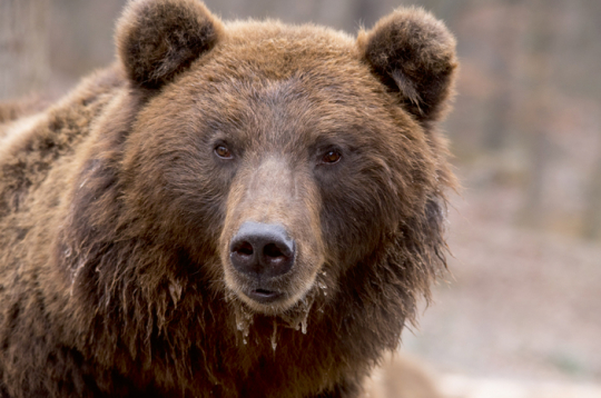 Brūnais lācis. Brūnais lācis.