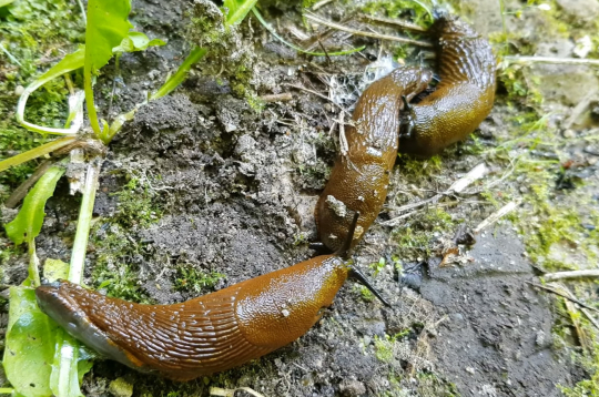 Spānijas kailgliemeži (Arion lusitanicus).