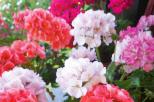 Vislabāk ziemu pārlaiž parastās jeb stāvās pelargonijas.