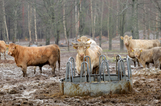 Liellopu ganāmpulks ziemā. Ilustratīvs attēls. Liellopu ganāmpulks ziemā. Ilustratīvs attēls.