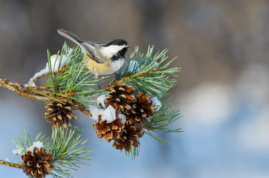 Ziemas laiks. Ziemas laiks.