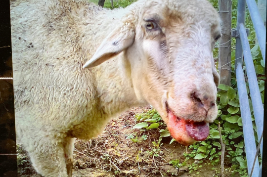 Attēlā - zilās mēles slimība aitai. Slimība ir bīstama ar tās straujo izplatību un ar to, ka slimajiem dzīvniekiem nav specifiskas ārstēšanas metodes,