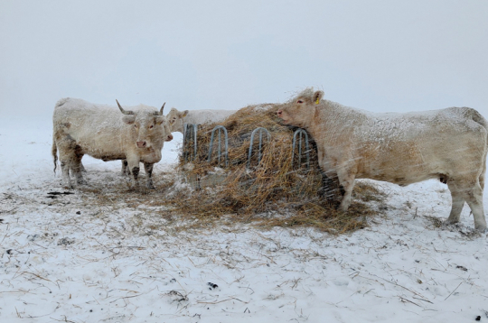 Šarolē šķirnes gaļas liellopi ir adaptējušies Latvijas dažkārt skarbajiem ziemas laika apstākļiem.