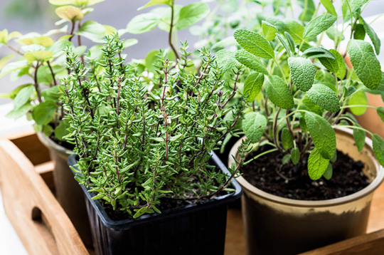 Augi jāsargā no karstiem apkures radiatoriem un caurvēja.