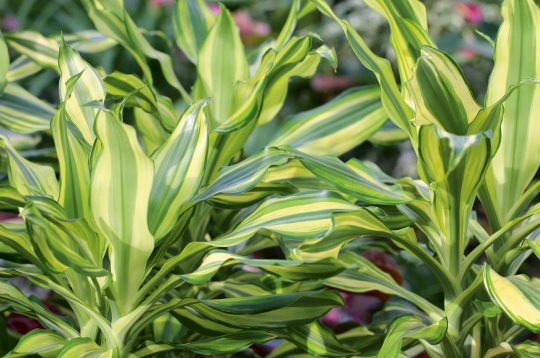 Dracēna izstaro pozitīvu enerģiju un palīdz veidot labas attiecības.