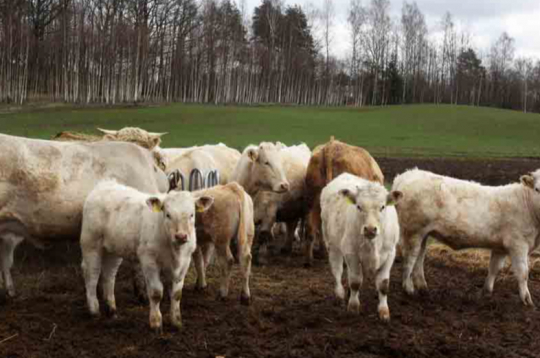 Liellopu ganāmpulks. Ilustratīvs attēls.