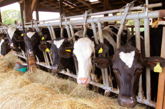 Ilustratīvs attēls.