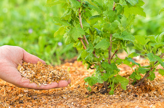 Zāģskaidas dārzā var izmantot kā mulču.