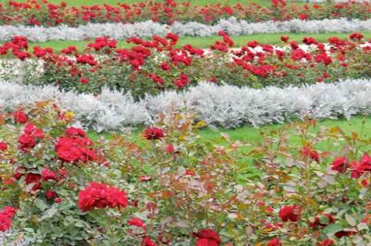 Sudrablapu krustaines stādījumos lieliski sader ar rozēm..
