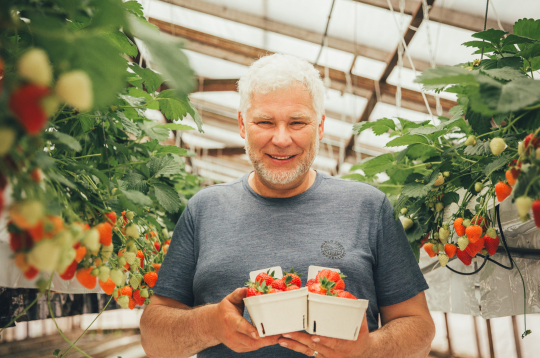 "Augusta zemenes" agronoms Guntars Dzērve.
