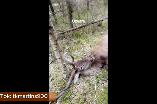 TikTok tīklā kontā tkmartins900 ikviens var aplūkot video fragmentu, kurā aiz kadra esošā balss priecājas par uzvaru – uz zemes atrastu briežu bulli bez dzīvības pazīmēm.