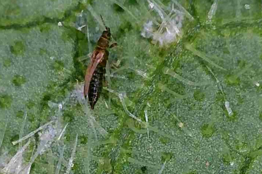 Mikroskopā - tripsis un tā kāpuri barojas ar auga lapām.
