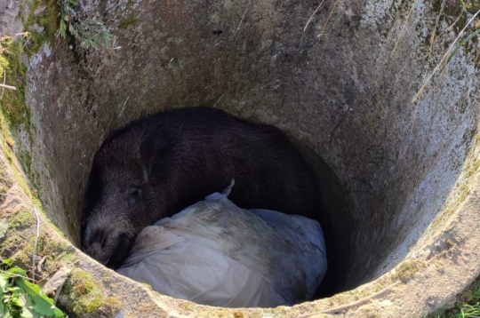 Mežakuilis meliorācijas akā.