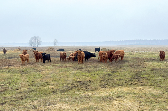"Laduži Agro" gaļas liellopu ganāmpulkā patlaban ir aptuveni 30 galvenokārt Hailandes šķirnes dzīvnieku. Tos laiž ganībās sliktākas kvalitātes pļavās, kas citiem mērķiem nav izmantojamas.