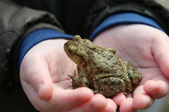 Krupji mostas no ziemas miega un dodas uz nārsta vietām – Dabas aizsardzības pārvalde aicina iesaistīties kampaņā "Misija – krupis. Izglāb princi!". Krupji mostas no ziemas miega un dodas uz nārsta vietām – Dabas aizsardzības pārvalde aicina iesaistīties kampaņā "Misija – krupis. Izglāb princi!".