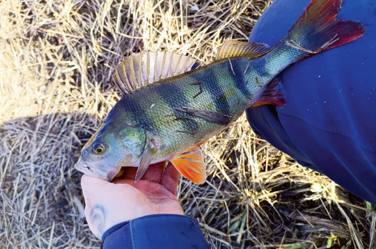 Kad trāpās šādas strīpas, tad piedzīvojums ir izdevies.