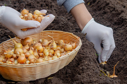 Labas ražas ieguvei sīpoli jāstāda agri pavasarī.