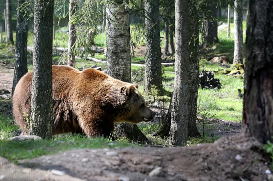 Brūnais lācis ir lielākais no Latvijas plēsējiem. Lāču mātītes svarā var sasniegt 150 kilogramus, bet lāču tēviņu svars var sasniegt 300 kg. Brūnā lāča dzīves ilgums var pārsniegt pat 30 gadu, un tam Latvijā nav dabisko ienaidnieku.