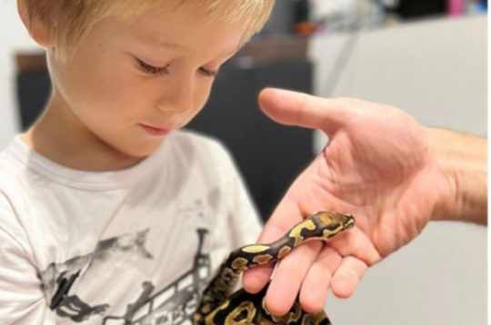 Brāļa Marko iegādāto ģimenes mīluli Roju Dominikam patīk ņemt rokās, viņš pitoniņu labprāt arī pabaro.