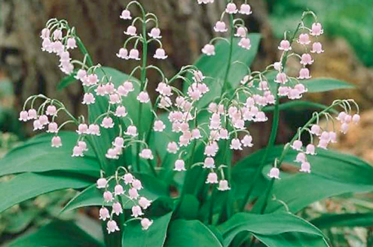 'Rosea' šķirne.