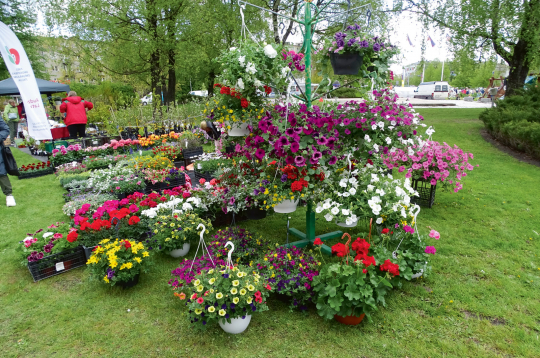Stādu dienas Jelgavā.