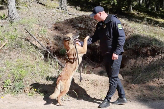 Viens dienesta suns principā aizvieto pat 15 robežsargus. 