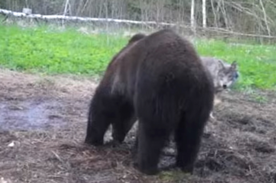 Vilks un lācis – draugi vai konkurenti?