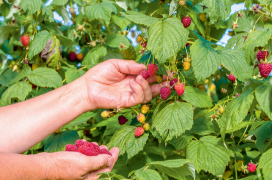 Iekārtojot rudens aveņu stādījumus, ieteicams izvēlēties šķirnes ar agrāku ienākšanās laiku, jo ražu stipri ietekmē konkrētā gadalaika apstākļi.
