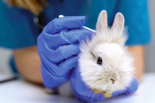 Novērojot slimības pazīmes, nepieciešama vizīte pie veterinārārsta.