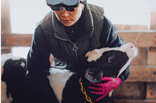 Veterinārārsts izmeklē teliņu.