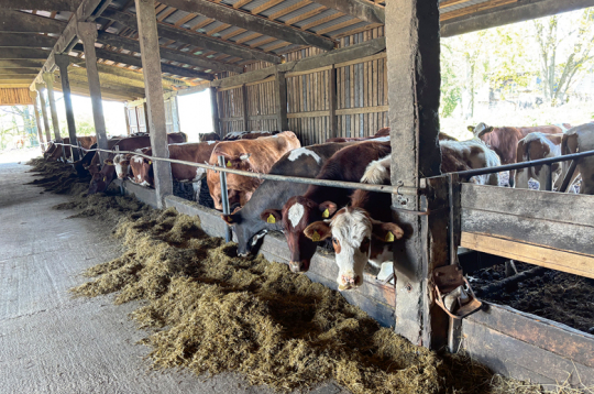 Bioloģisko gotiņu ganāmpulks. Bioloģisko gotiņu ganāmpulks.